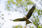 black kite