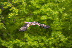 red kite