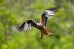 red kite