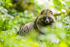 raccoon dog
