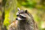 northern raccoon