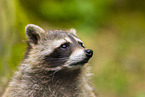northern raccoon