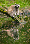 northern raccoon