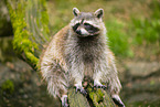 northern raccoon