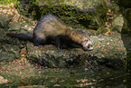 ferret