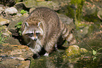 northern raccoon