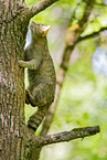 european wildcat