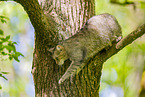 european wildcat