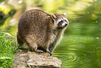 northern raccoon