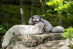 Arctic fox