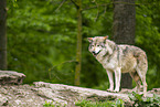 deer wolf