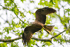 black kite
