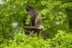 black kite