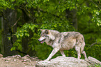 deer wolf