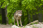 deer wolf