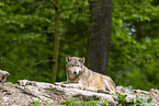 deer wolf