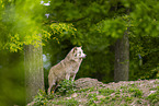 deer wolf