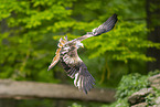 red kite