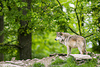 deer wolf