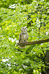 Siberian Eagle Owl