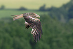 red kite