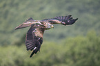 red kite