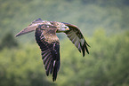 red kite
