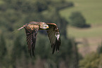 red kite