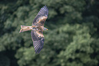 red kite