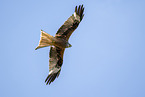 red kite
