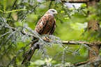 Red kite