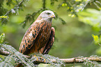 Red kite