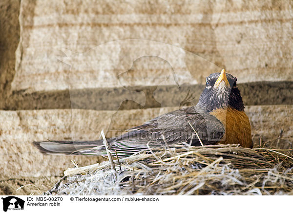 American robin / MBS-08270