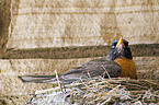 American robin