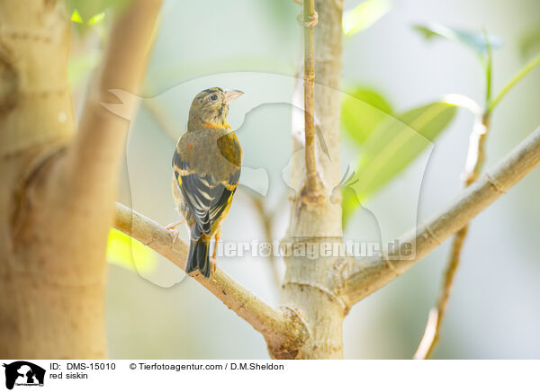 Kapuzenzeisig / red siskin / DMS-15010