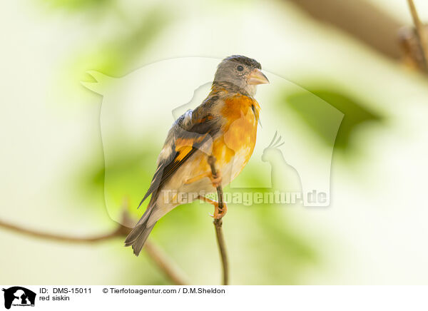 Kapuzenzeisig / red siskin / DMS-15011