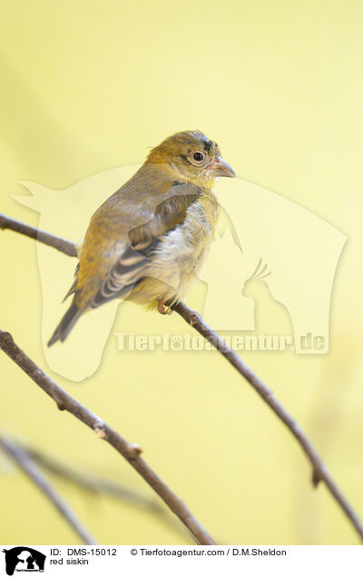 Kapuzenzeisig / red siskin / DMS-15012