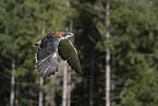 red-backed buzzard