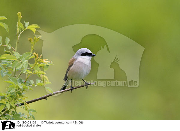 Neuntter / red-backed shrike / SO-01133