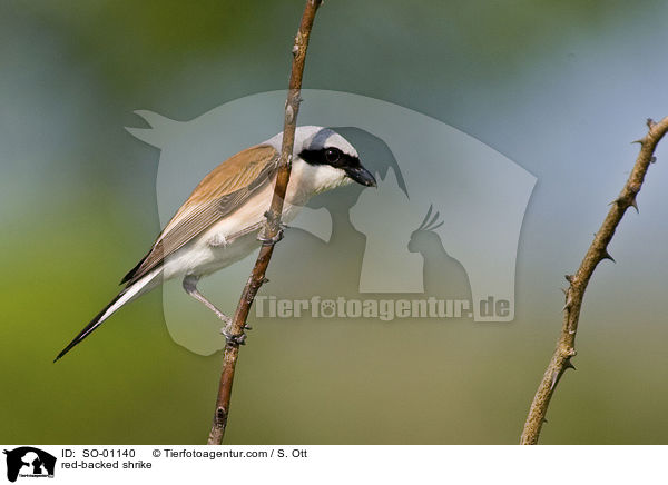 red-backed shrike / SO-01140