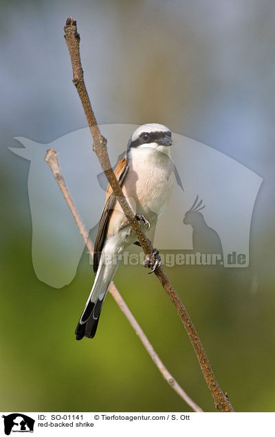 Neuntter / red-backed shrike / SO-01141