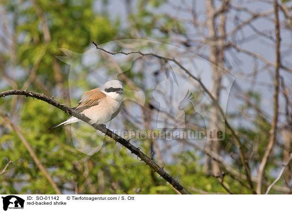 Neuntter / red-backed shrike / SO-01142