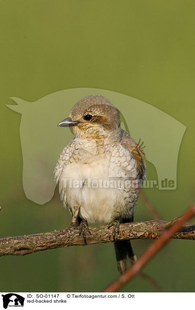 Neuntter / red-backed shrike / SO-01147