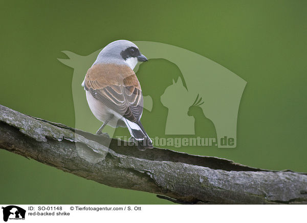 Neuntter / red-backed shrike / SO-01148