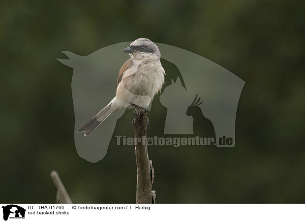 Neuntter / red-backed shrike / THA-01760