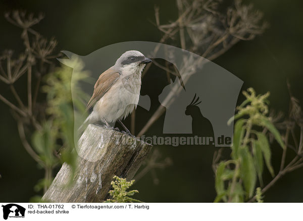 red-backed shrike / THA-01762