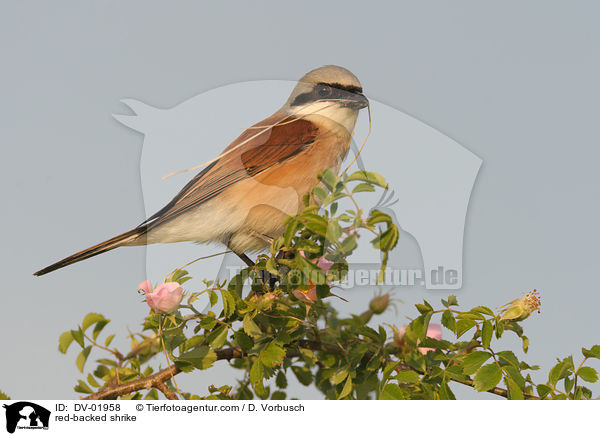 Neunt�ter / red-backed shrike / DV-01958