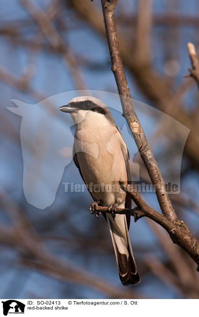 Neuntter / red-backed shrike / SO-02413