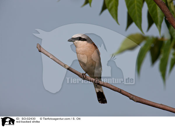 Neunt�ter / red-backed shrike / SO-02430
