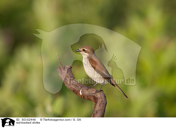 Neuntter / red-backed shrike / SO-02448